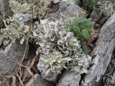 [Ramalina tingitana]